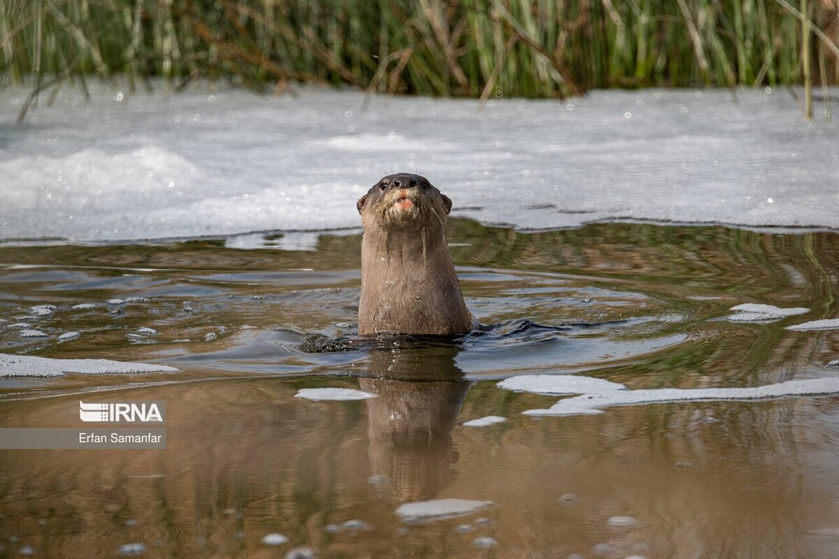 کلان‌تالاب «هورالعظیم»