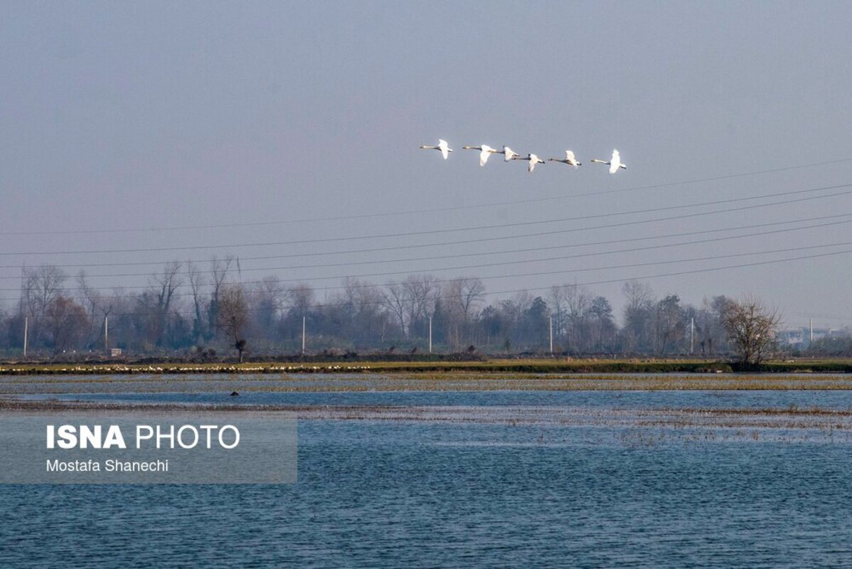تالاب سرخ‌رود در حسرت قو‌های مهاجر