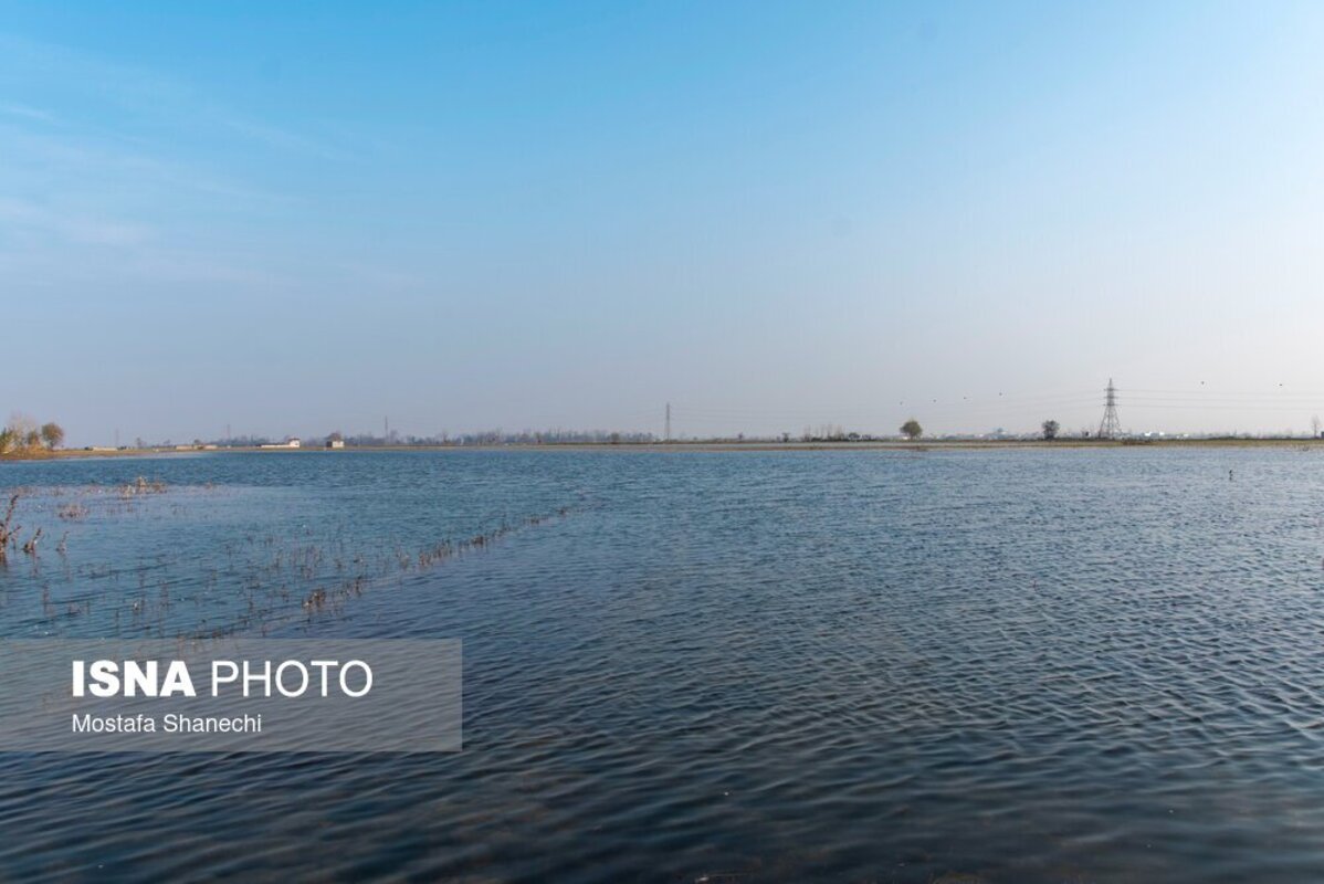 تالاب سرخ‌رود در حسرت قو‌های مهاجر