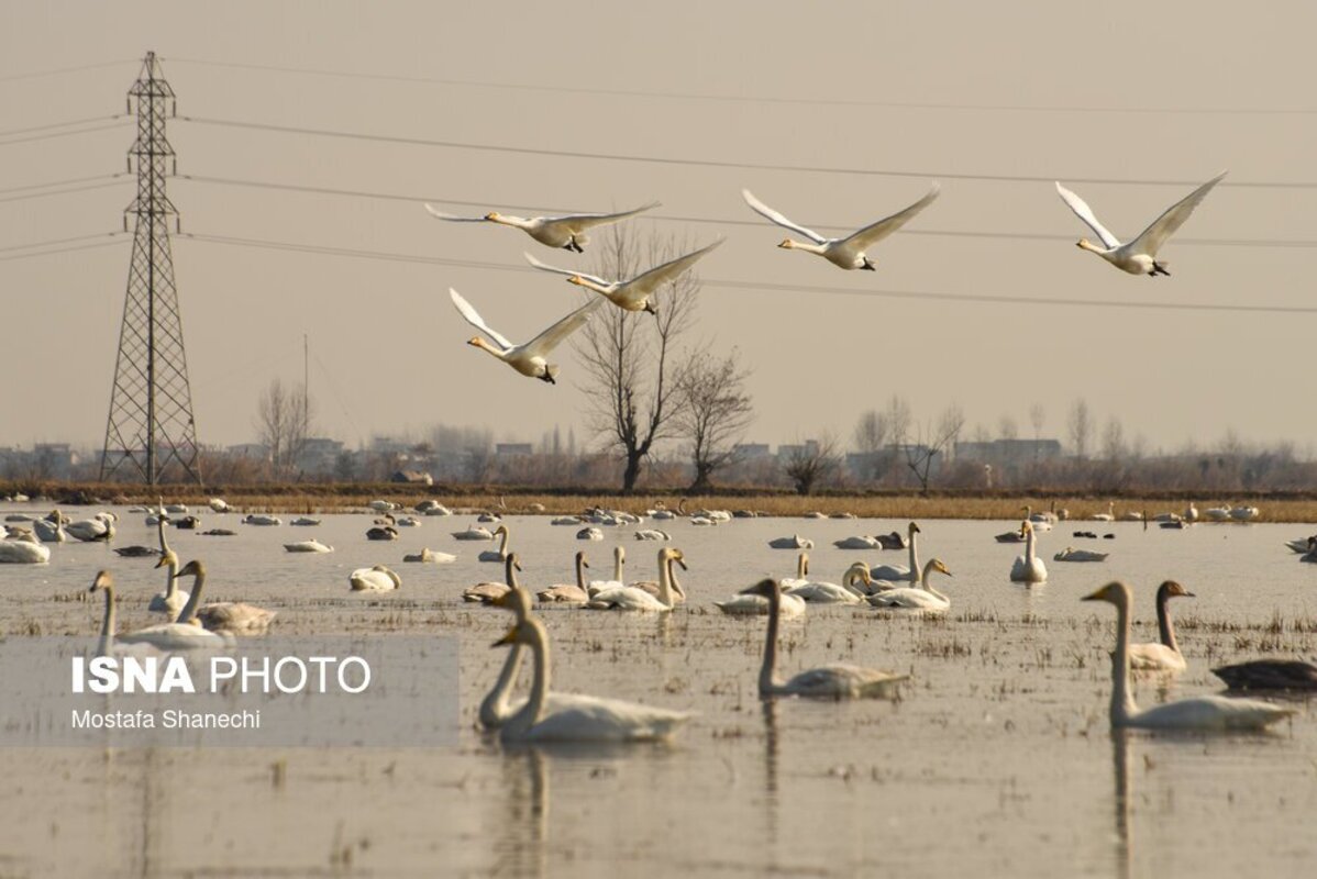 تالاب سرخ‌رود در حسرت قو‌های مهاجر
