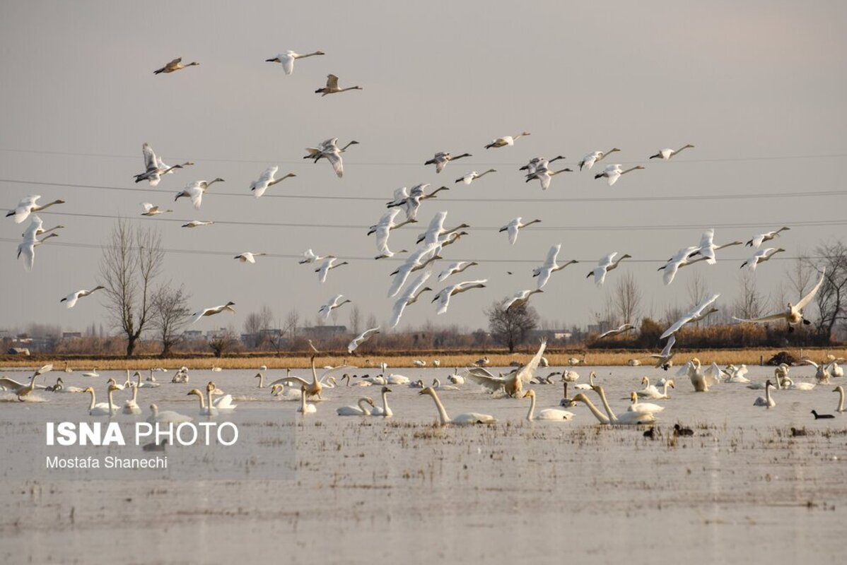 تالاب سرخ‌رود در حسرت قو‌های مهاجر