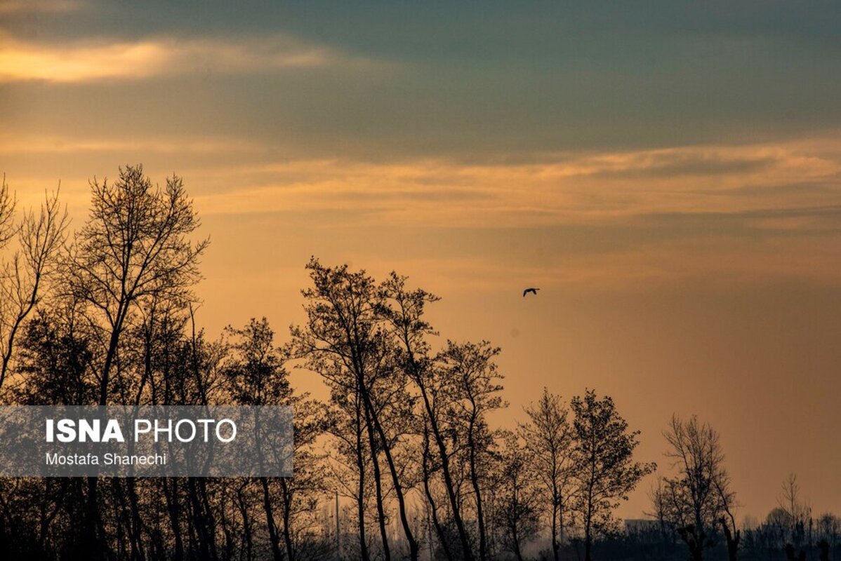 تالاب سرخ‌رود در حسرت قو‌های مهاجر