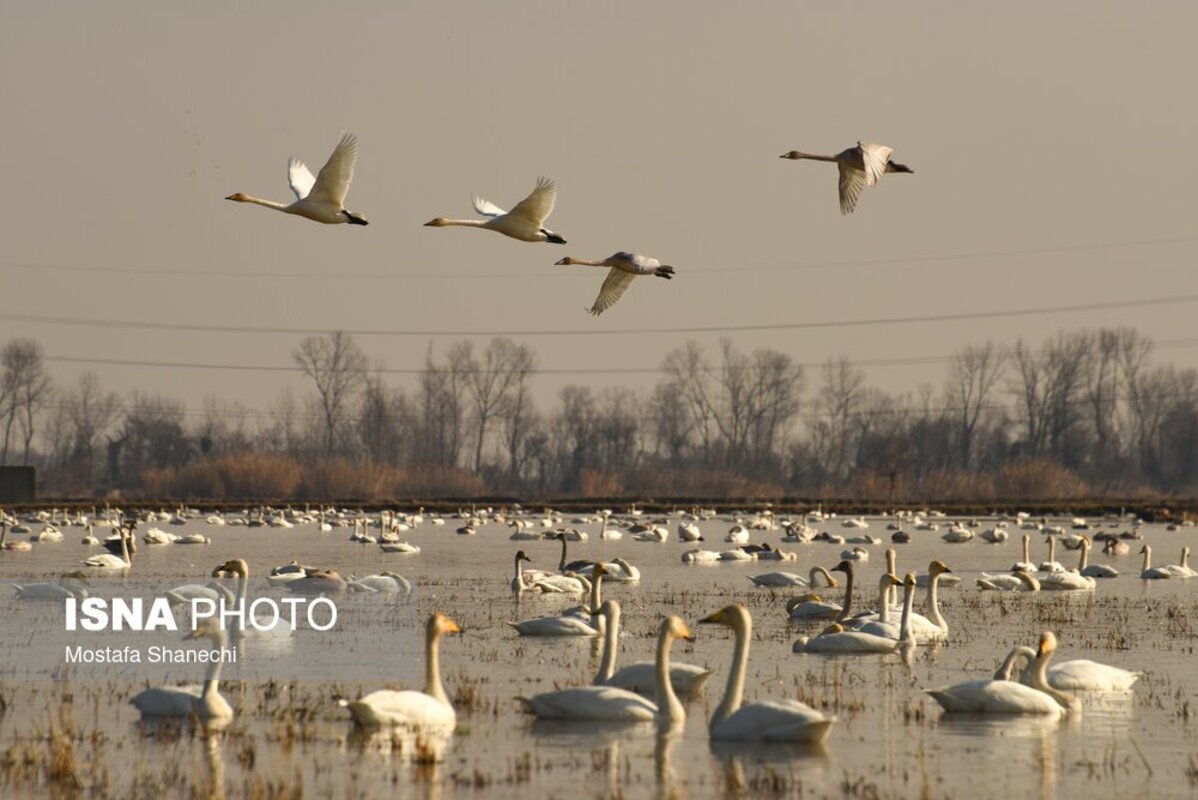 تالاب سرخ‌رود در حسرت قو‌های مهاجر