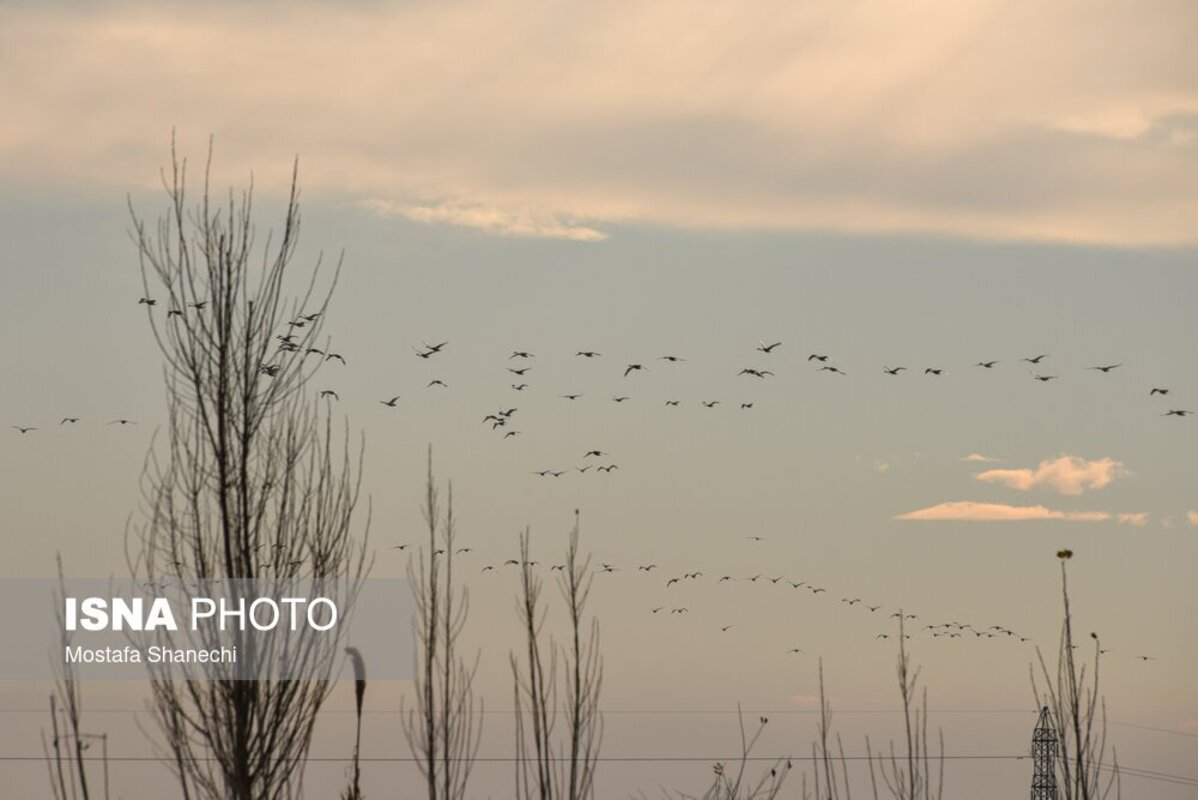 تالاب سرخ‌رود در حسرت قو‌های مهاجر