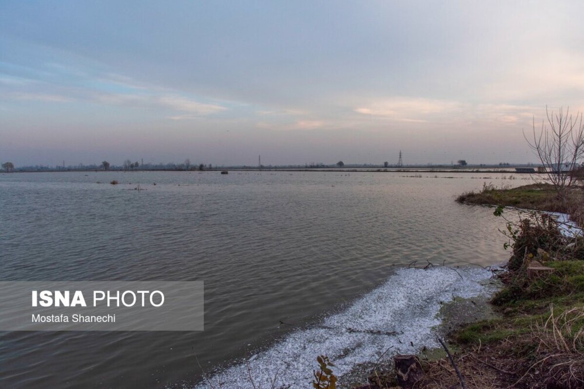 تالاب سرخ‌رود در حسرت قو‌های مهاجر