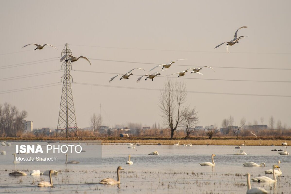 تالاب سرخ‌رود در حسرت قو‌های مهاجر