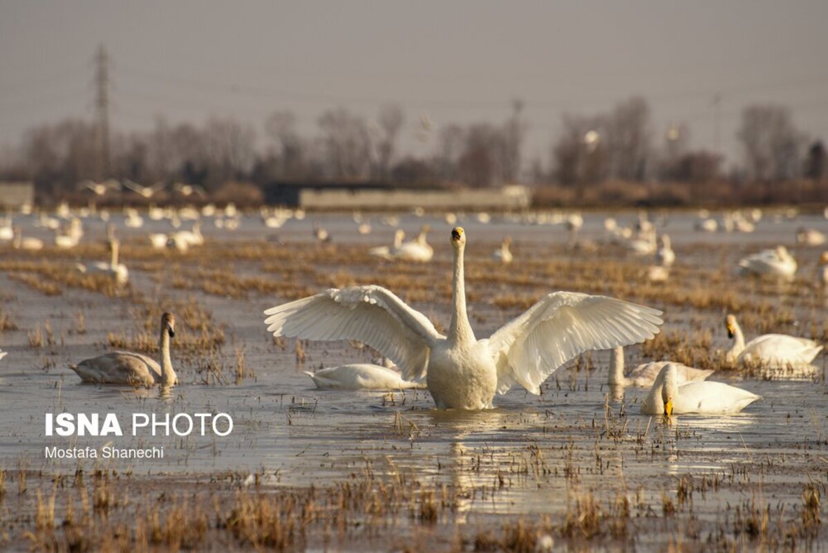 تالاب سرخ‌رود در حسرت قو‌های مهاجر