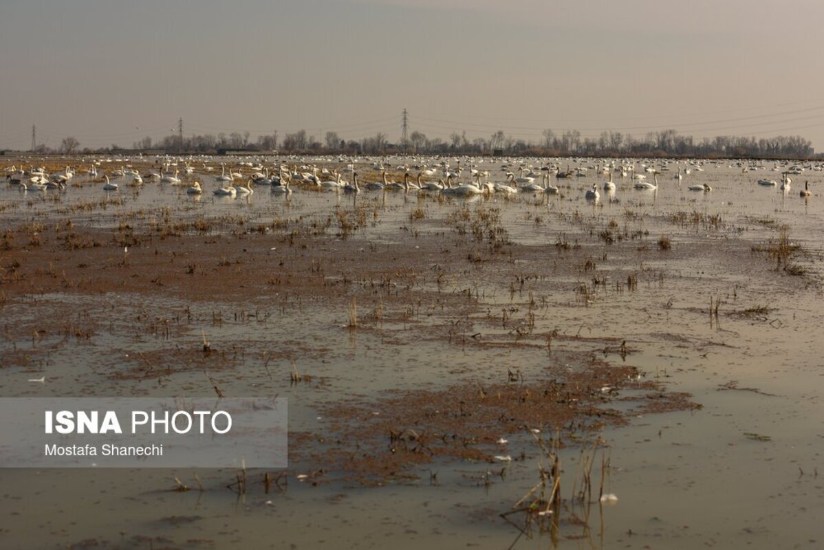 تالاب سرخ‌رود در حسرت قو‌های مهاجر