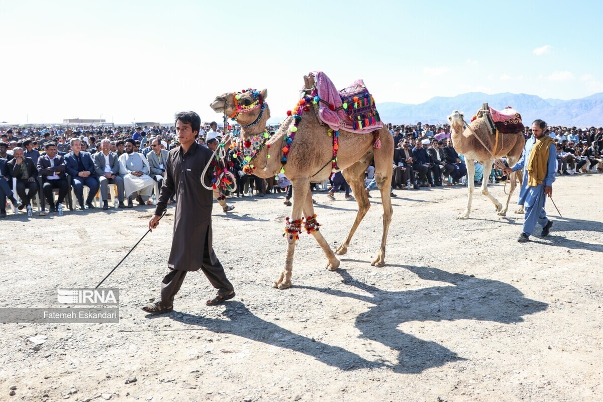 جشنواره شتر، طلای بیابان در کرمان