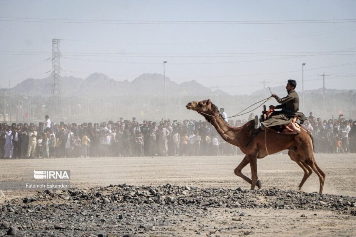جشنواره شتر، طلای بیابان در کرمان