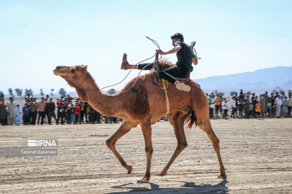 جشنواره شتر، طلای بیابان در کرمان