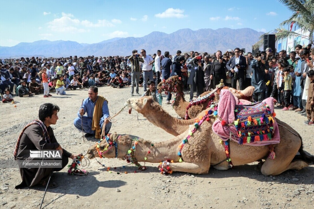 جشنواره شتر، طلای بیابان در کرمان