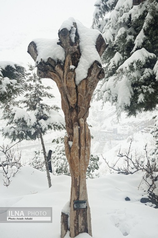 برف زمستانی در توچال تهران