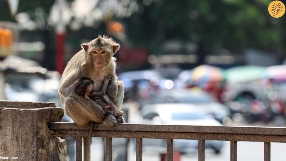 دردسر تهاجم میمون‌ها به یک شهر