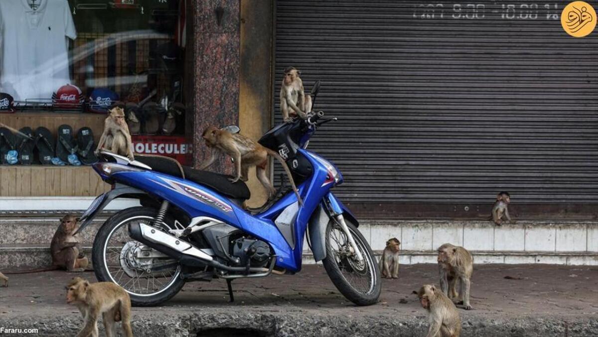 دردسر تهاجم میمون‌ها به یک شهر
