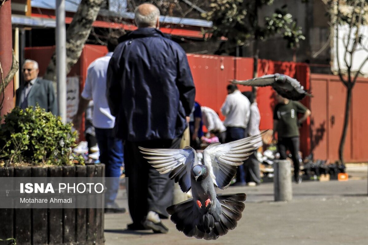 پرندگان میدان شهرداری رشت