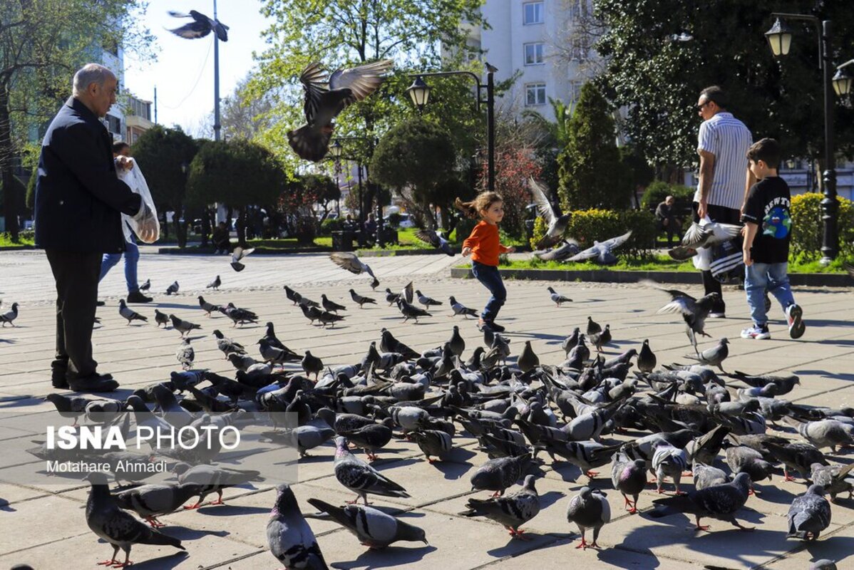پرندگان میدان شهرداری رشت