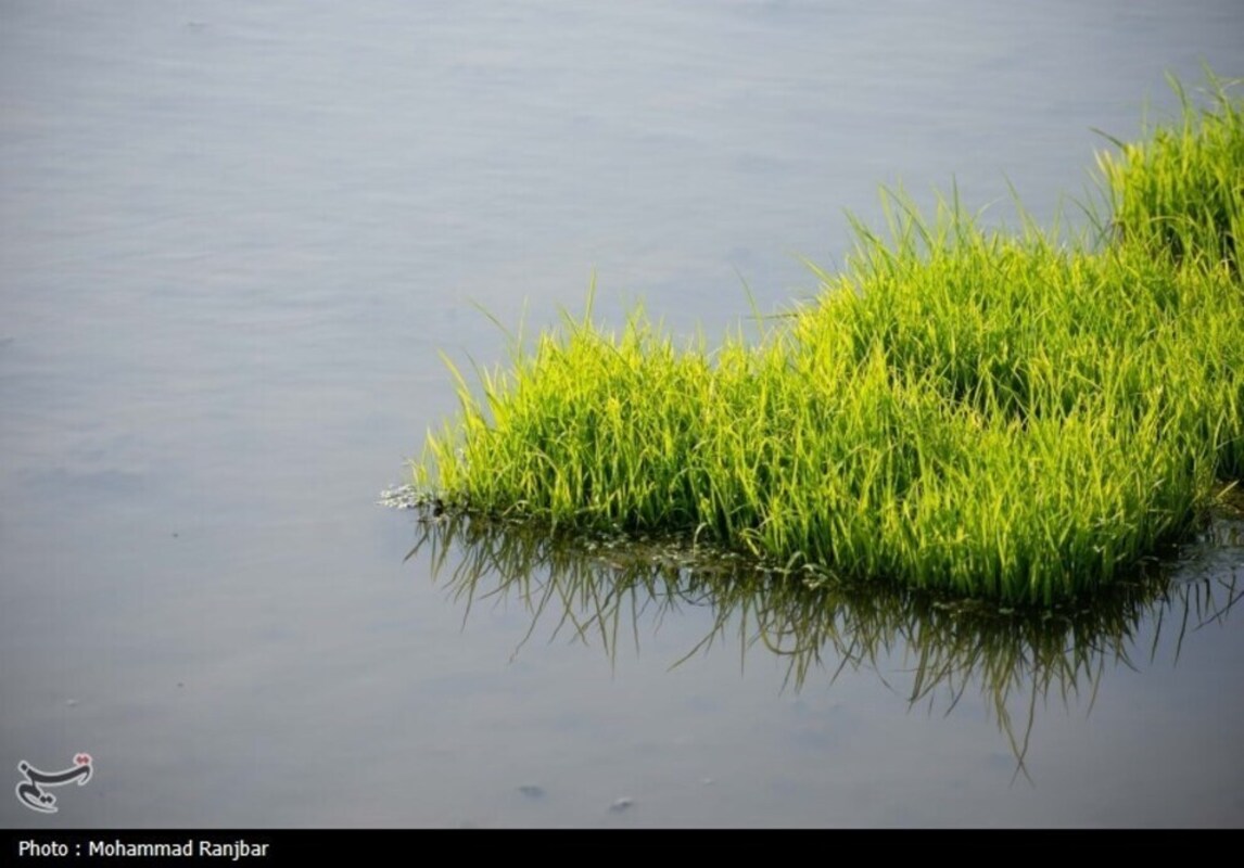 نشاء برنج در گیلان