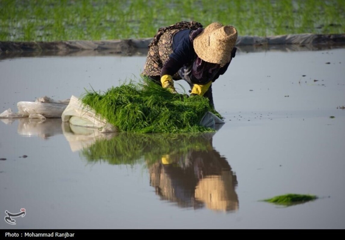 نشاء برنج در گیلان