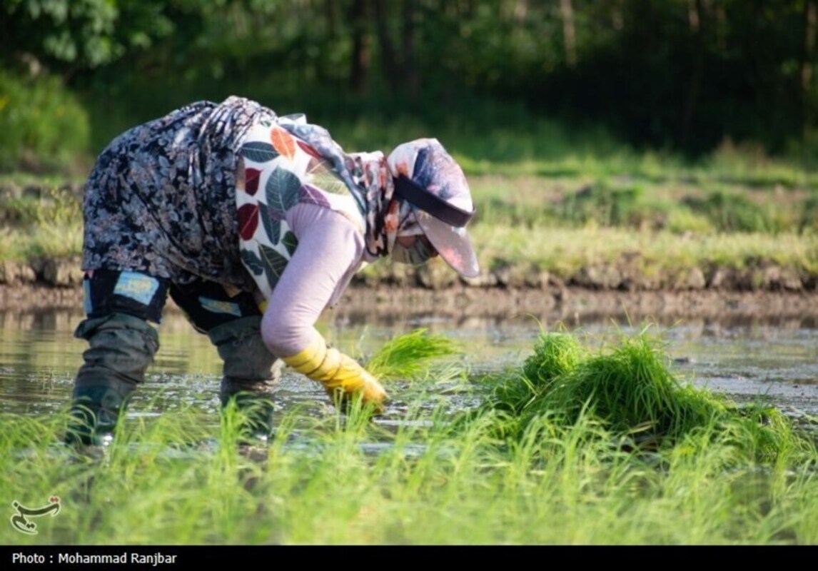 نشاء برنج در گیلان