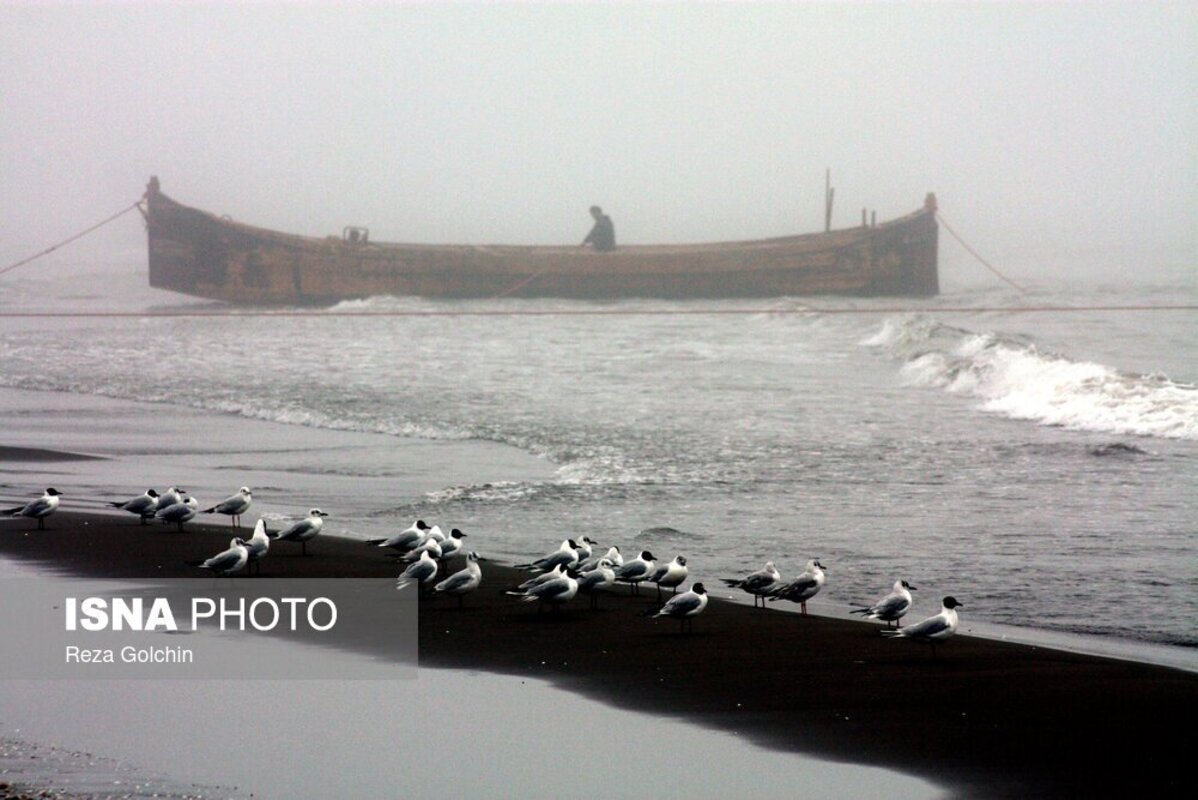 پرندگان مهاجر دریای خزر