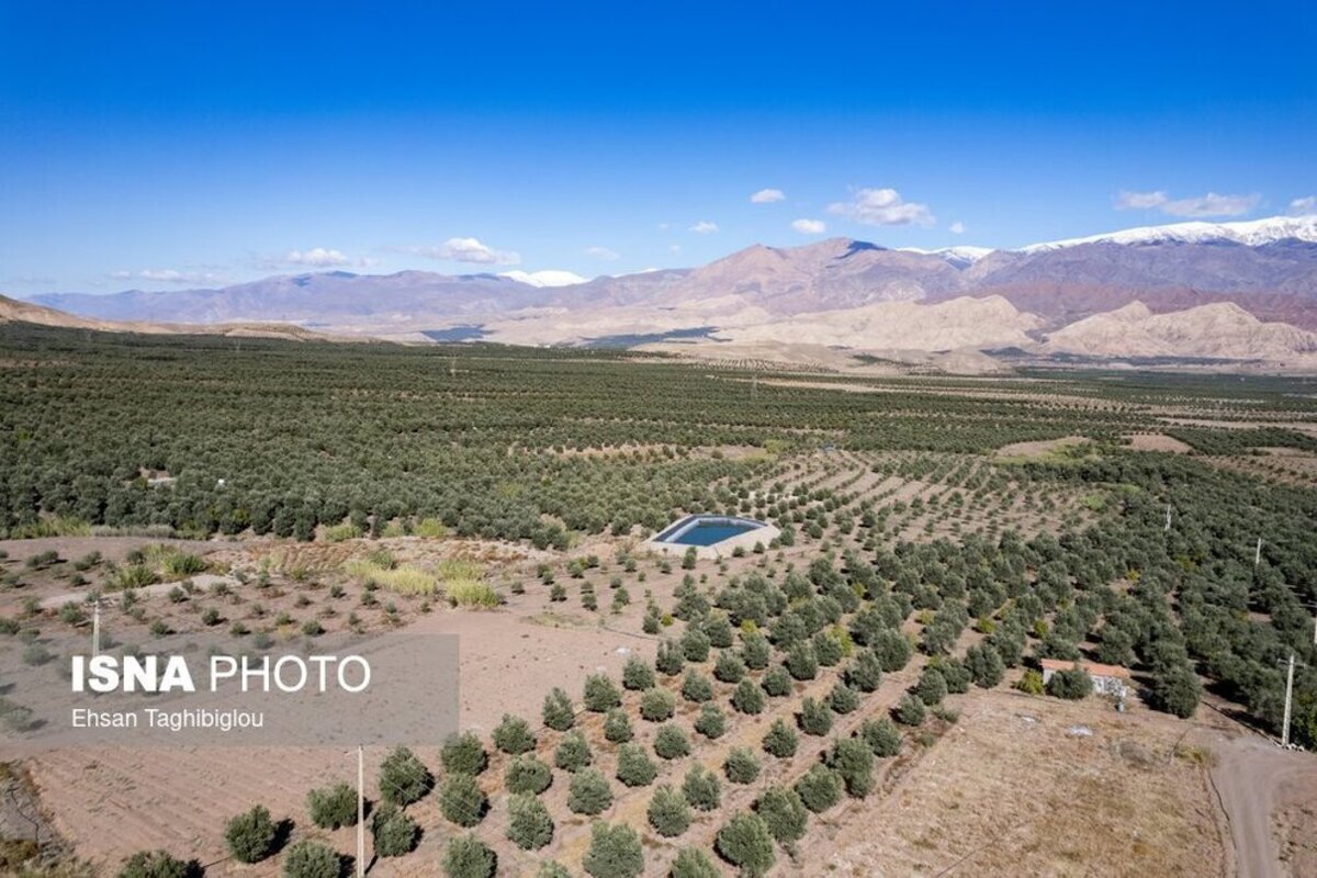 شهرستان طارم یکی از هشت شهرستان استان زنجان می‌باشد. این شهرستان در شمال استان قرار دارد. ارتفاع پایین و رطوبت کافی سبب شده است تا این مناطق شرایط بسیار مطلوبی در کاشت و پرورش درختان زیتون داشته باشد، به طوری که بیش از ۴۰ درصد زیتون کشور در شهرستان طارم ت