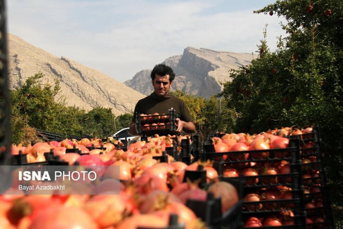 انارستان تنگ سیاب در کوهدشت لرستان