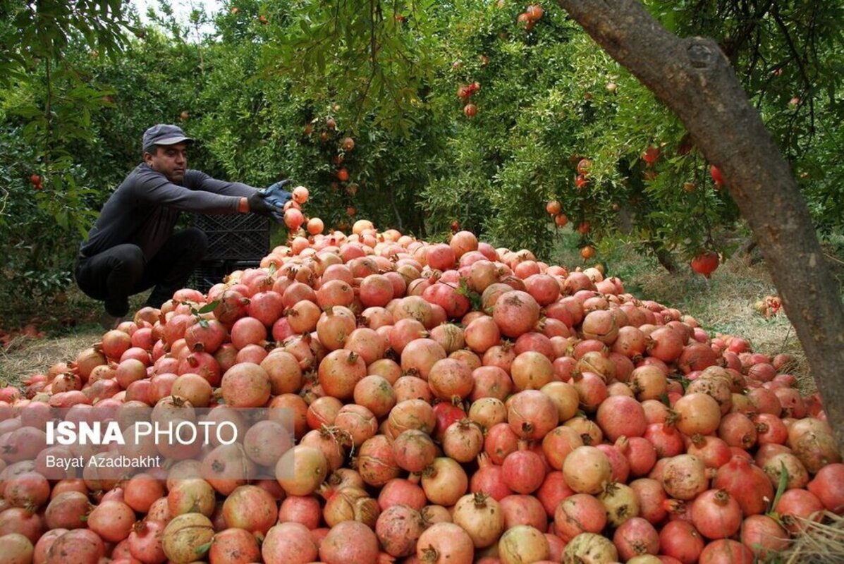 انارستان تنگ سیاب در کوهدشت لرستان