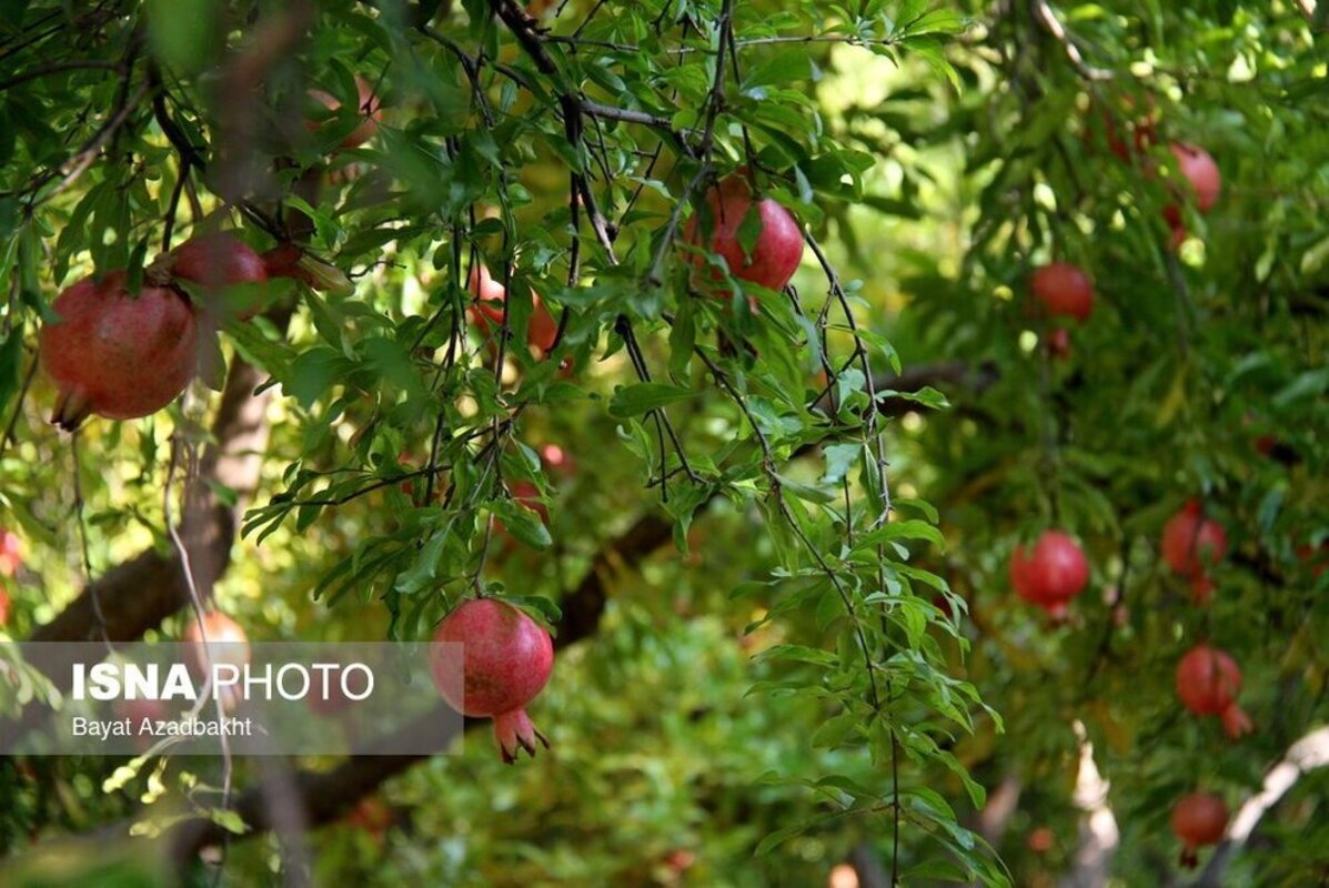 انارستان تنگ سیاب در کوهدشت لرستان