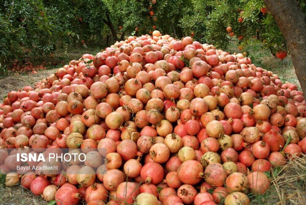 انارستان تنگ سیاب در کوهدشت لرستان