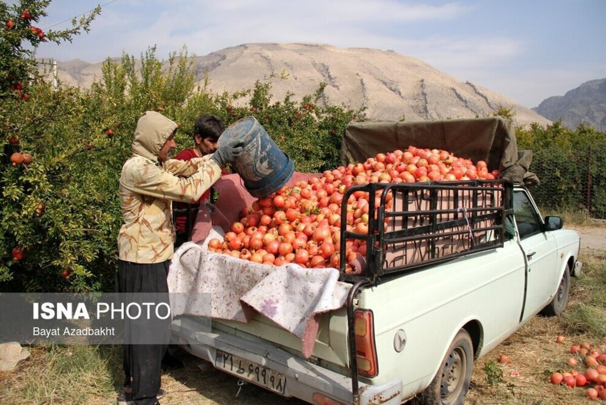 انارستان تنگ سیاب در کوهدشت لرستان