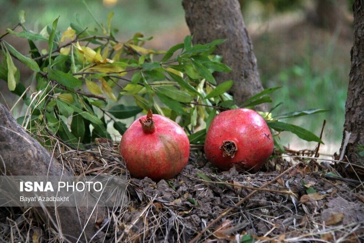 انارستان تنگ سیاب در کوهدشت لرستان