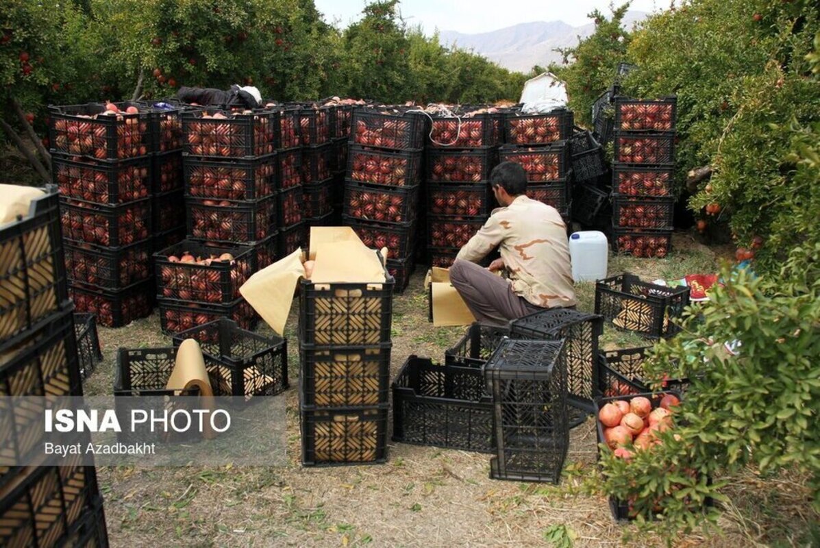 انارستان تنگ سیاب در کوهدشت لرستان