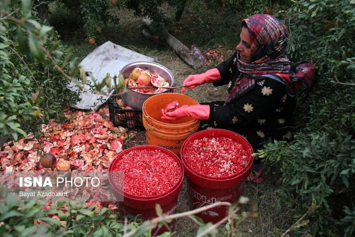 انارستان تنگ سیاب در کوهدشت لرستان