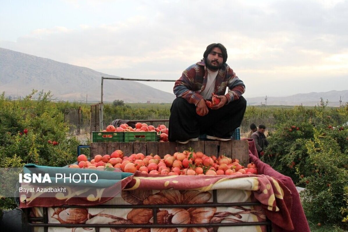 انارستان تنگ سیاب در کوهدشت لرستان