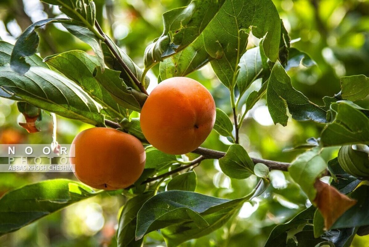 برداشت خرمالو از باغات سولقان بخش کن تهران