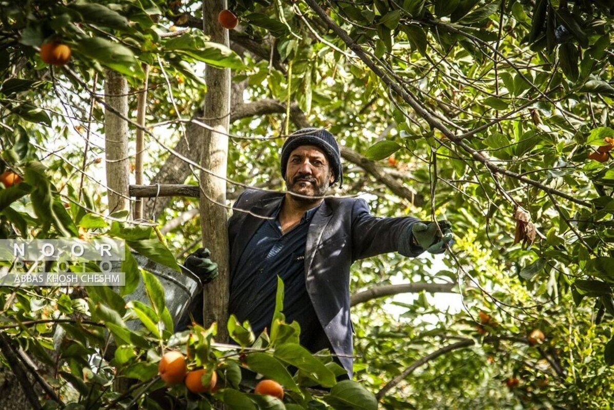 برداشت خرمالو از باغات سولقان بخش کن تهران