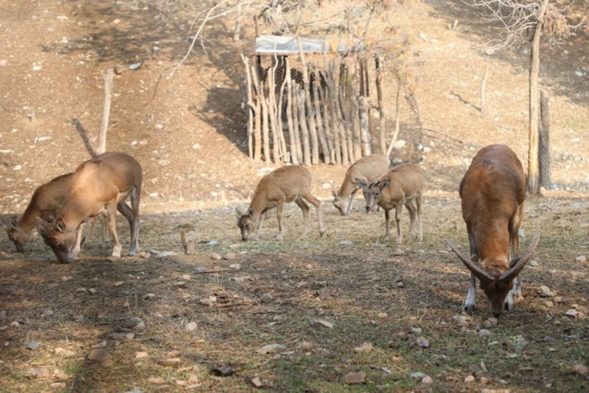 حال خوش حیوانات باغ وحش صفادشت در کلینیک پارک پردیسان 