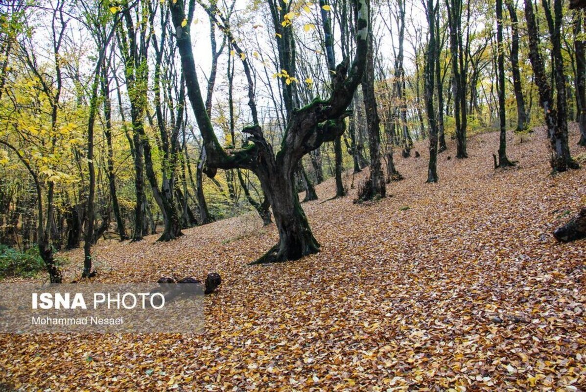 پاییز هزار رنگ جنگل النگدره