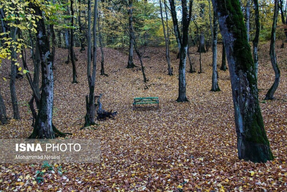 پاییز هزار رنگ جنگل النگدره