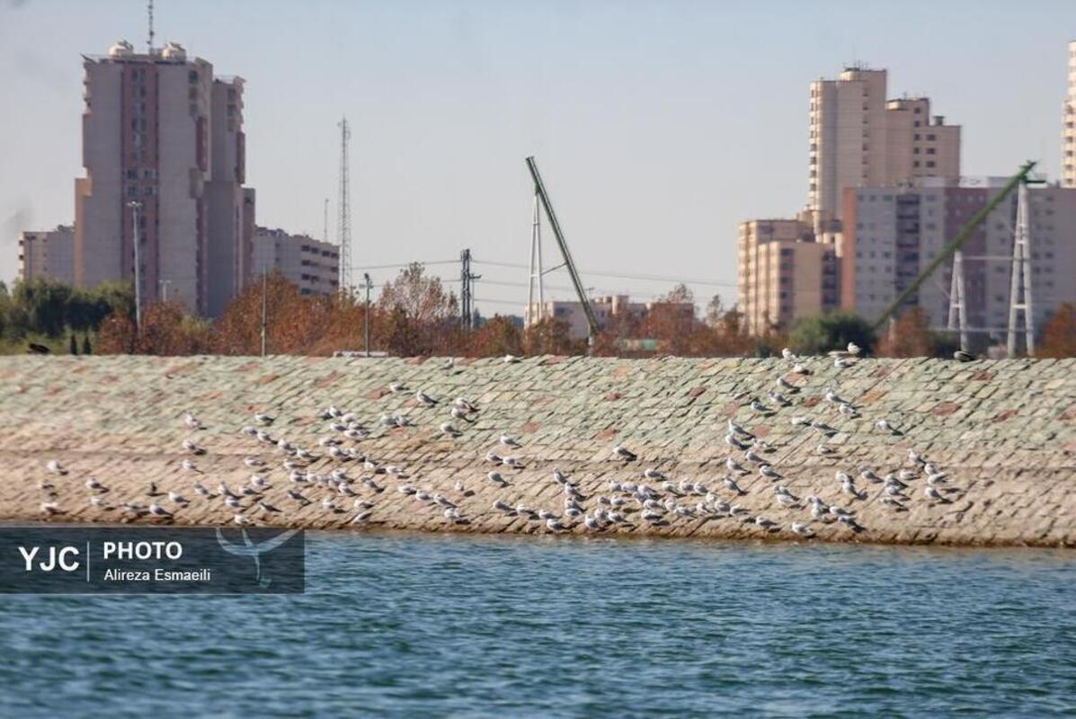 کاکایی‌ها بر فراز دریاچه چیتگر