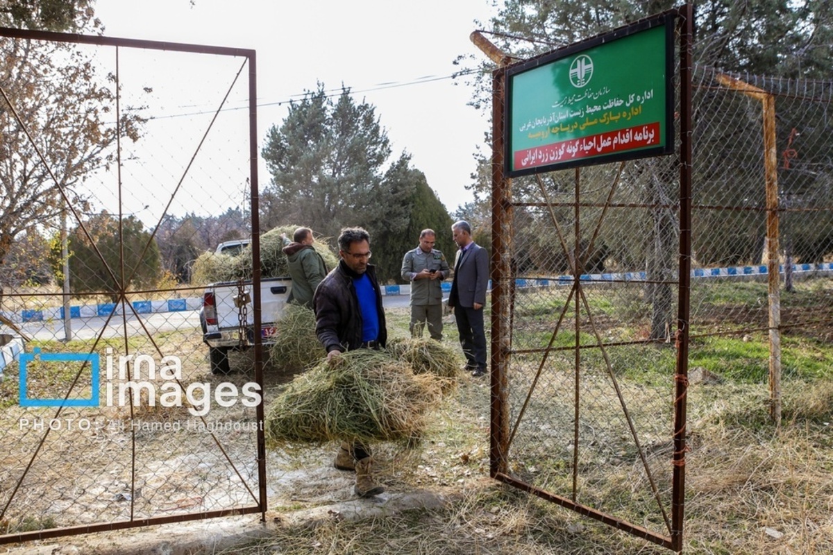 تلاش برای نجات گوزن زرد ایرانی از خطر انقراض