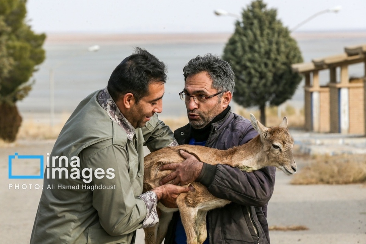 تلاش برای نجات گوزن زرد ایرانی از خطر انقراض