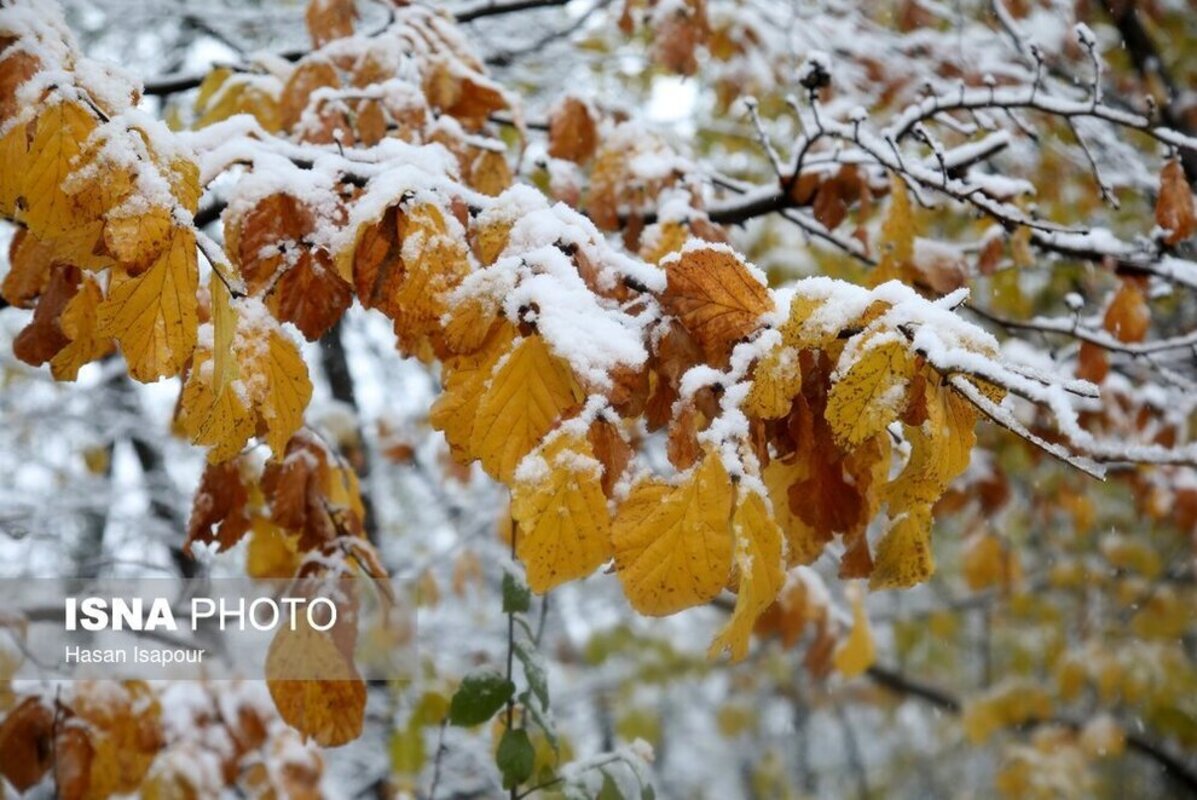 بارش برف در سوادکوه