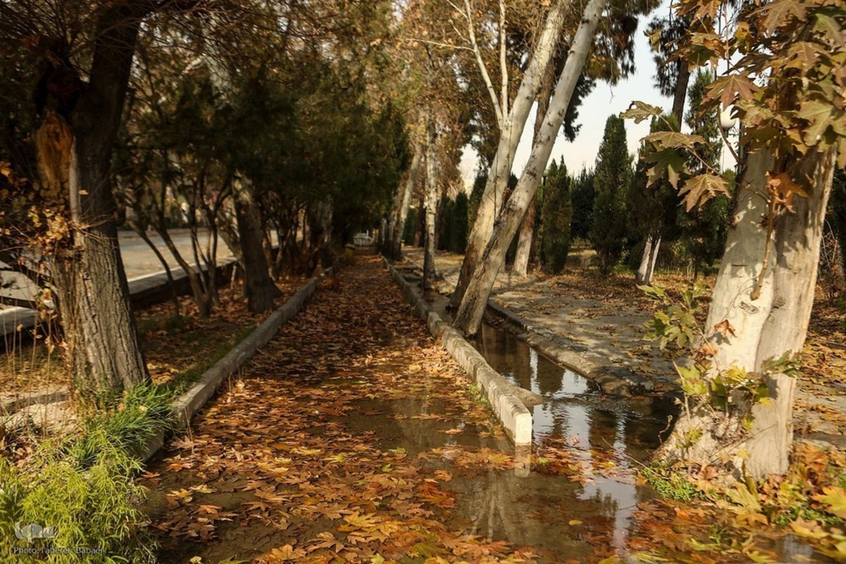 آخرین روز‌های برگ‌ریزان پاییزی در دانشگاه تهران