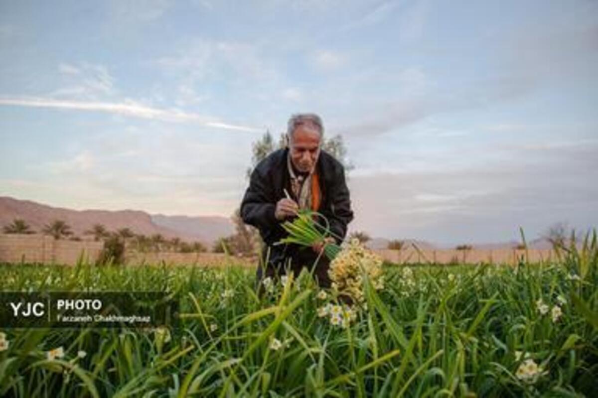 برداشت گل نرگس در استان فارس