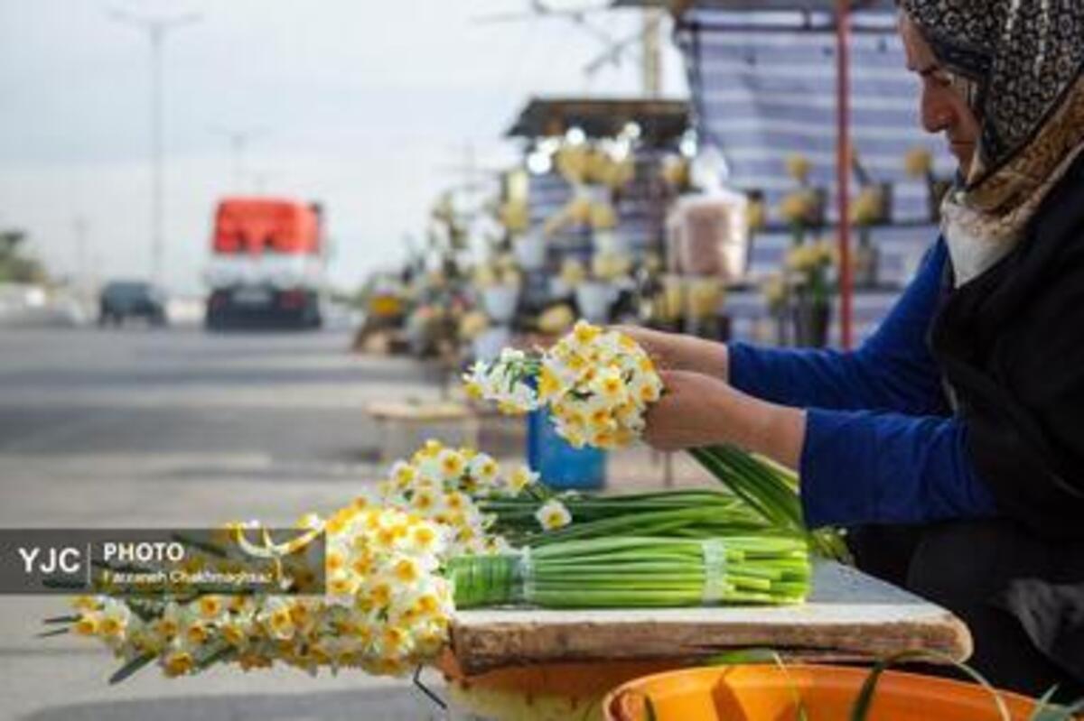 برداشت گل نرگس در استان فارس