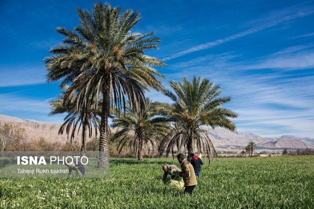 نرگس زار خفر