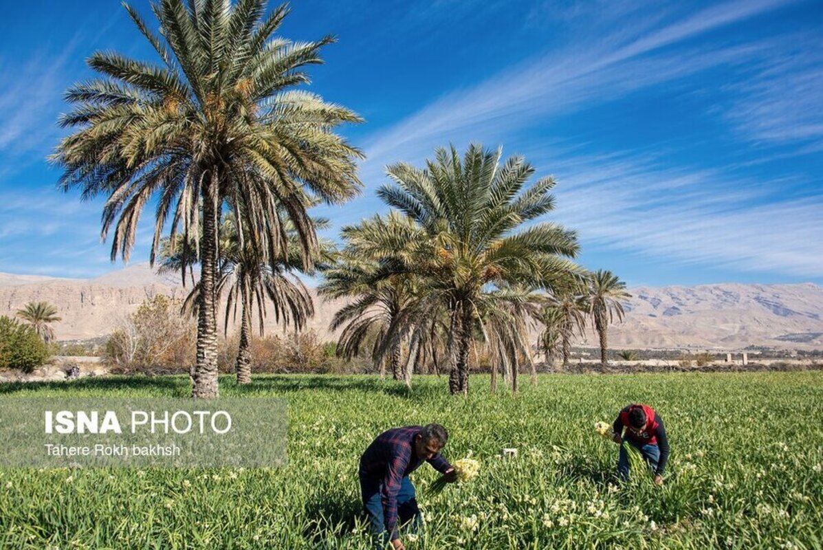 نرگس زار خفر