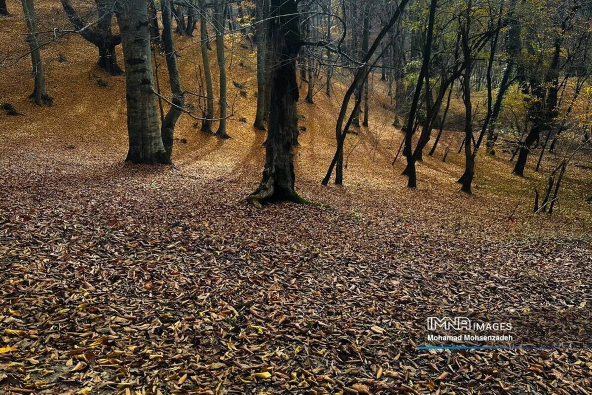 نمای پاییزی دریاچه چورت ساری